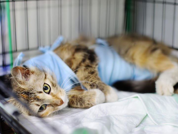 The Woodlands Veterinary Surgeries